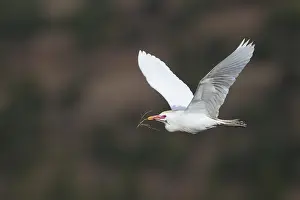 Bird Collecting Nesting Material Drucke: Koereiger, Cattle Egret, Bubulcus ibis