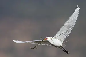 Bubulcus Ibis Drucke: Koereiger, Cattle Egret, Bubulcus ibis