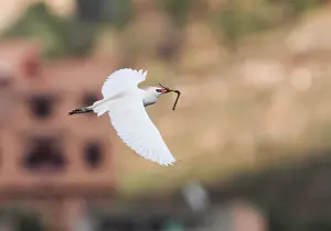 Flying Bird Images Drucke: Koereiger, Cattle Egret, Bubulcus ibis
