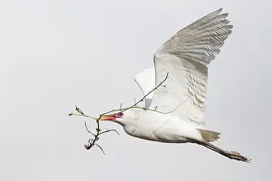 Bubulcus Ibis Drucke: Koereiger, Cattle Egret, Bubulcus ibis