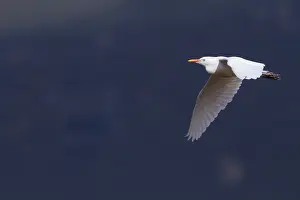 Bubulcus Ibis Drucke: Koereiger, Cattle Egret, Bubulcus ibis