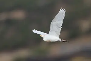 Bubulcus Ibis Drucke: Koereiger, Cattle Egret, Bubulcus ibis