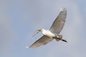 Bubulcus Ibis Drucke: Koereiger, Cattle Egret, Bubulcus ibis
