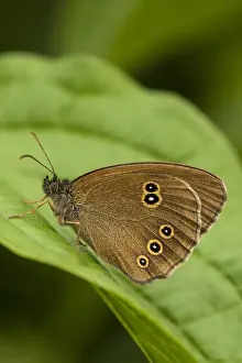 Aphantopus Hyperantus Drucke: Koevinkje, Ringlet, Aphantopus hyperantus