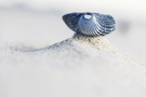 Dutch Coastal Landscape Drucke: Kokkel Common Cockle, Cerastoderma edule