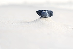 European Beach Scene Drucke: Kokkel Common Cockle, Cerastoderma edule