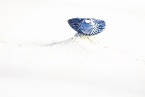 Dutch Coastline Landscape Drucke: Kokkel Common Cockle, Cerastoderma edule