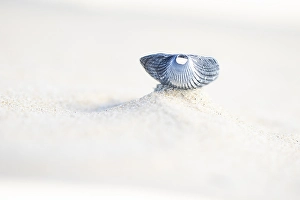 Coastal Nature Scene Drucke: Kokkel Common Cockle, Cerastoderma edule