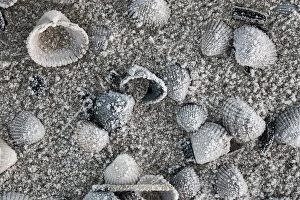 Ocean Landscape Photography Drucke: Kokkel Common Cockle, Cerastoderma edule