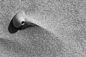 Dutch Beach Landscape Drucke: Kokkel, Common Cockle, Cerastoderma edule