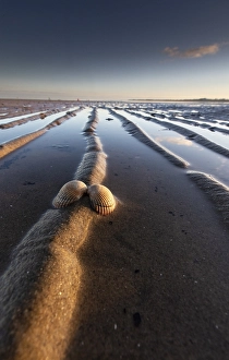 Dutch Coastal Landscape Drucke: Kokkel Common Cockle, Cerastoderma edule