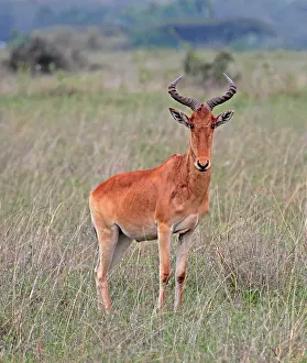 African Mammal Drucke: Kongoni, Alcelaphus buselaphus