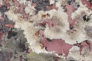 Gerahmter Druck : Korstmos, Lichen Gerahmter Druck : Korstmos, Lichen