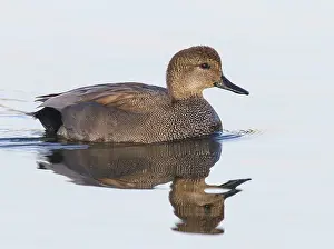 Gadwall Bird Drucke: Krakeend, Gadwall, Mareca strepera