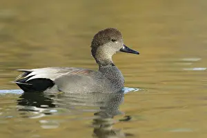 Gadwall Bird Drucke: Krakeend, Gadwall, Mareca strepera