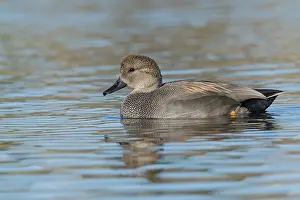Gadwall Bird Drucke: Krakeend, Gadwall, Mareca strepera