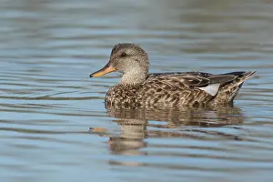 Gadwall Bird Drucke: Krakeend, Gadwall, Mareca strepera