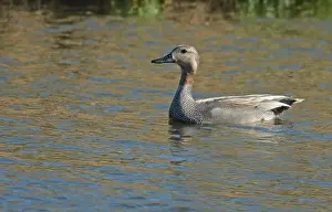 Krähenschnepfe, Schnatterente, Mareca strepera