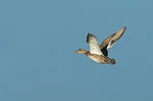 Bilder vom 9. Dezember 2018: Krähenschwan, Gänseente, Mareca strepera