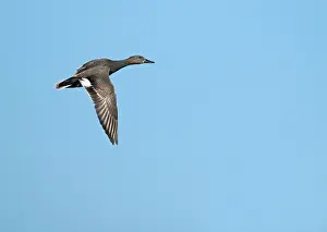 Gadwall Bird Drucke: Krakeend, Gadwall, Mareca strepera