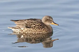 Januar Drucke: Krähenschwan; Gänseente; Mareca strepera