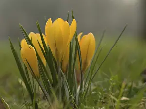 Bilder Datiert 20. Februar 2007: Krokus, Crocus