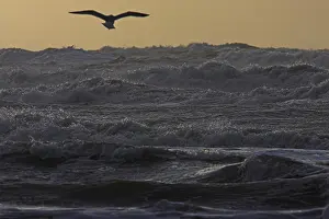 Dutch Coast Drucke: Kust, Coast