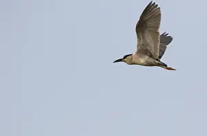 Kwak, Schwarzkröpfchen, Nycticorax nycticorax
