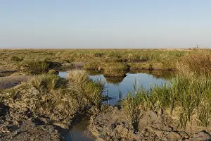 Springtime In The Netherlands Drucke: Kwelder, Saltmarsh
