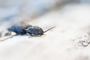 Wildlife In France Drucke: Lacon punctatus