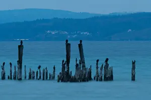 Lake Constance Winter Scene Drucke: Lake Constance in winter