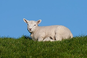 European Mammals Images Drucke: Lam, Lamb
