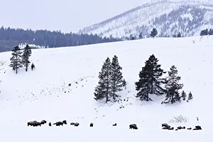 Wyoming National Park Drucke: Lamar Valley