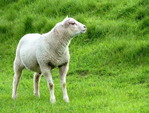 European Wild Sheep Drucke: Lamb