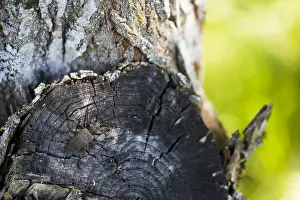 Cerambycidae Family Drucke: Lamia textor - Weaver beetle