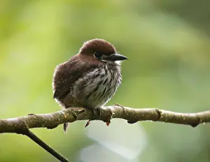 Ecuador Bird Species Drucke: Lanceolated Monklet, Micromonacha lanceolata
