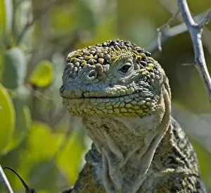 Galapagos Land Iguana Drucke: Land Iguana