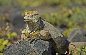 Galapagos Land Iguana Drucke: Land Iguana