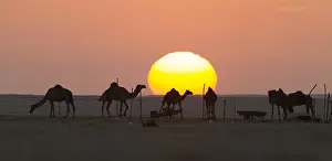 Middle East Scenery Drucke: Landscape Muntasar