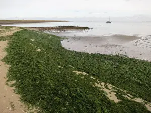 Wadden Sea Scenery Drucke: Landscape at Texel