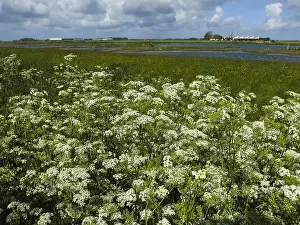 North Holland Landscapes Drucke: Landscape at Texel