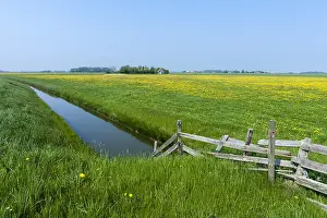 Taraxacum Officinale Images Drucke: Landscape at Texel