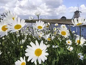 Bilder Datiert 30. Mai 2015: Landschaft auf Texel