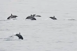 Langsnuitdelfin, Spinner-Delphin, Stenella longirostris