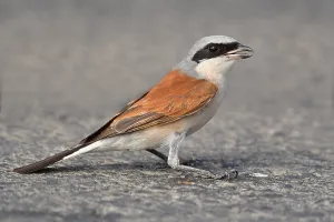 Red Backed Shrike Drucke: Lanius collurio