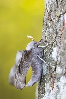 Lepidoptera Insects Drucke: Laothoe populi - Poplar hawk-moth