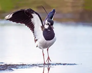 Vanellus Vanellus Images Drucke: Lapwing; Vanellus vanellus