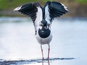 Vanellus Vanellus Images Drucke: Lapwing; Vanellus vanellus