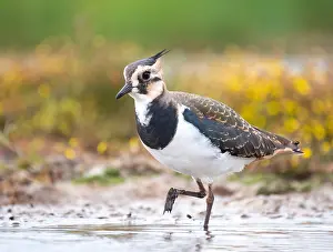 Lapwing Bird Drucke: Lapwing; Vanellus vanellus
