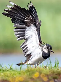 Vanellus Vanellus Images Drucke: Lapwing; Vanellus vanellus